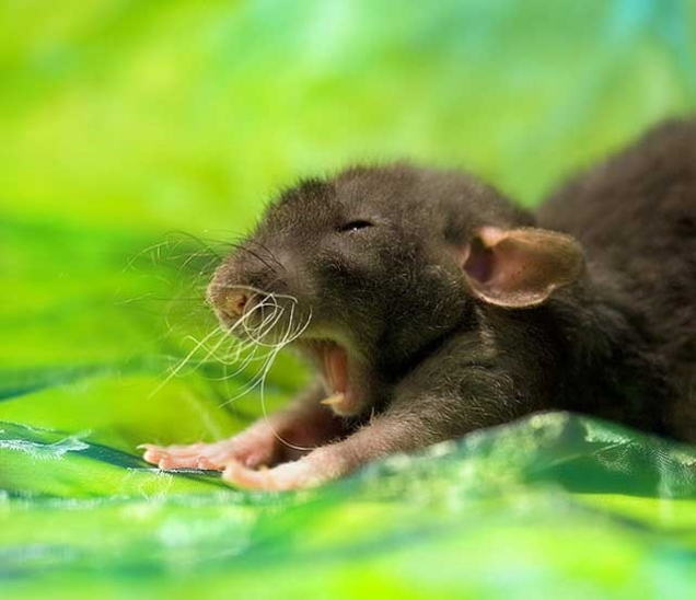 cute sleeping mouse