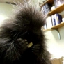 Baby porcupine eats banana