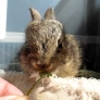 Bunny eating a daisy