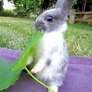 Bunny omnomnoms leaf