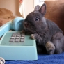 Bunny on the phone