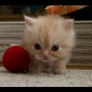 Copper the kitten