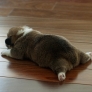 Corgi pup sleeping on the floor