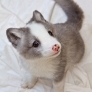 Cute Arctic fox pup