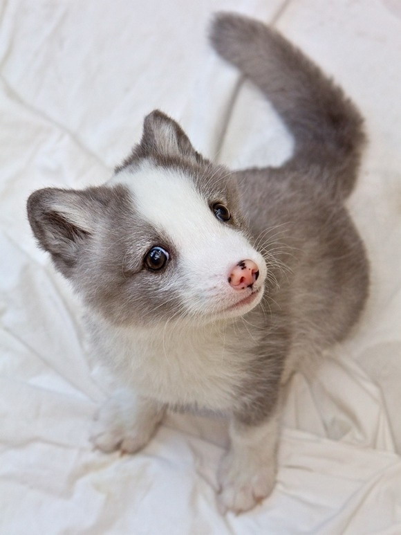 Cute Arctic fox pup