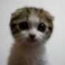 Cute kitten