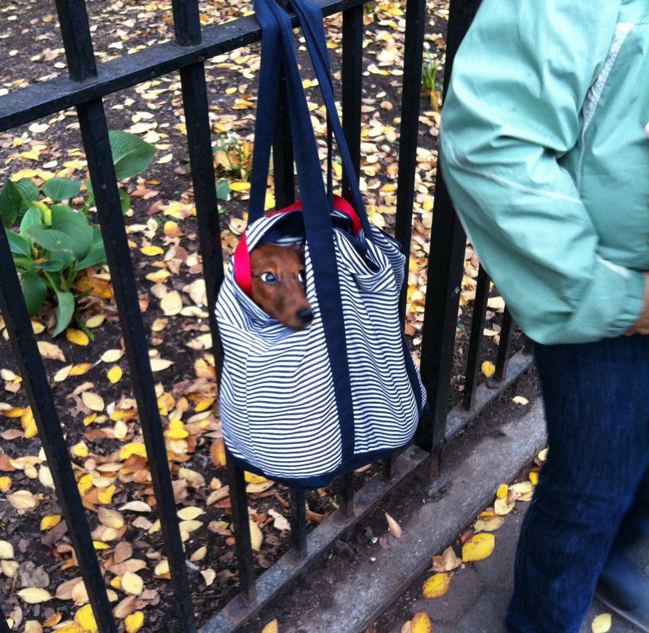 Dog in a bag Teh Cute