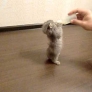 Feeding the baby kitten