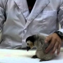 Feeding time for baby penguin