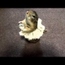 Hamster ballerina