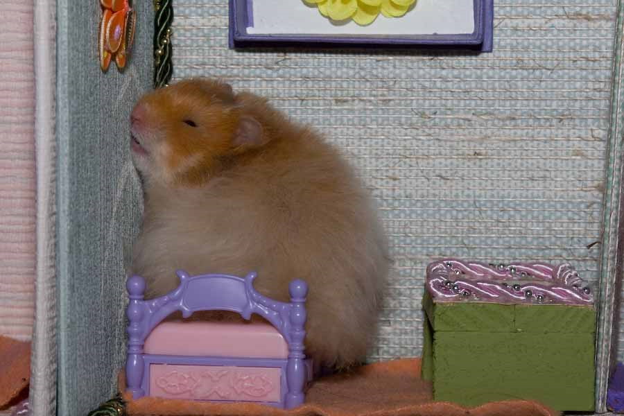 Hamster is tired Teh Cute