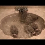 Hedgehogs in a sink
