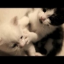 Kitten boxing match