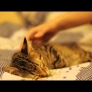 Kitten wants to sleep