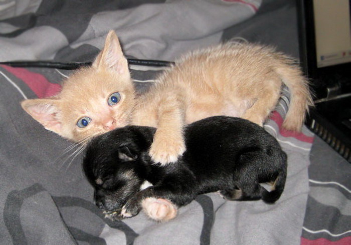 baby puppies and kittens kitten with puppy baby teh baby puppies and kittens kitten with puppy baby teh