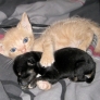 Kitten with puppy baby