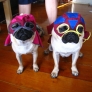Lucha pugs