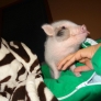 Piglet shows tongue