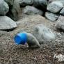 Polar bear cub vs. bucket