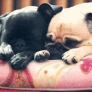 Pugs on a bed