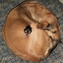 Puppy found a great sleeping spot