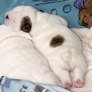 Puppy got back