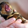 Puppy yawn