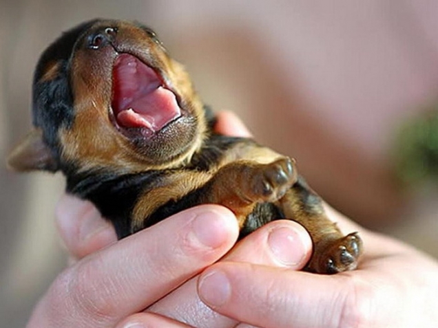 Puppy yawn