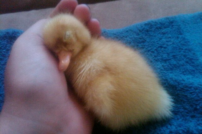 sleeping-duckling-big.jpg