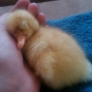 Sleeping duckling