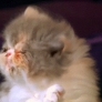 Slo-mo kitten