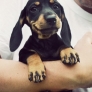 Smiling dachshund