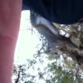 Squirrel likes hair