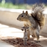Squirrel vs. tap