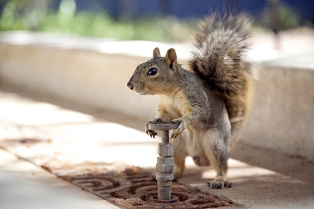 Squirrel vs. tap