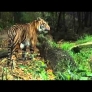 Tiger cubs at the zoo