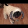 Wampug
