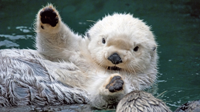White otter says hi White otter says hi