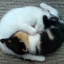 Yin-Yang kittens