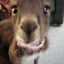 Baby kangaroo eats a grape