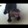 Baby otters in a tub