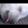 Baby polar bear