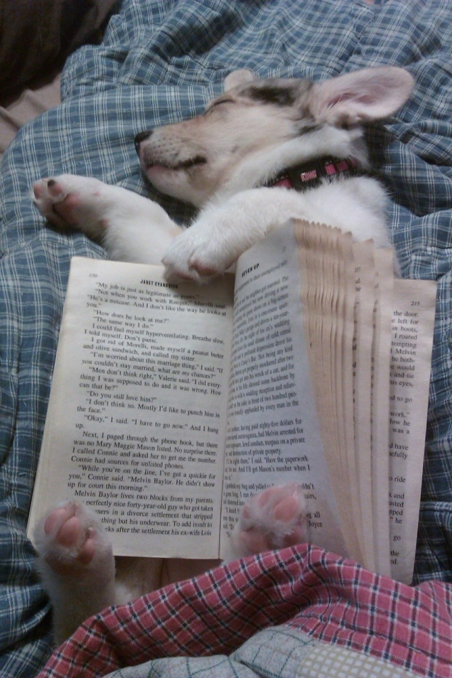 Book-holding puppy is sleeping