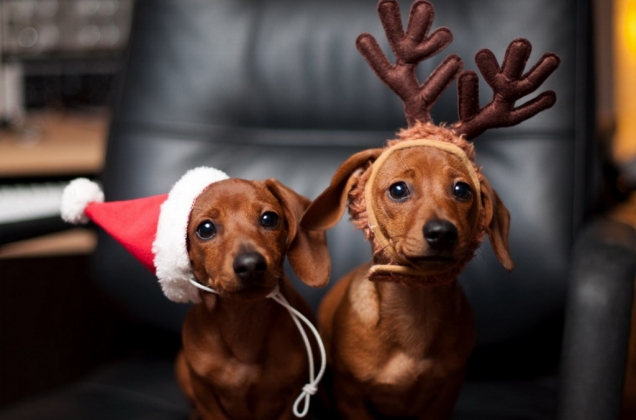 Christmas dachshunds  teh cute