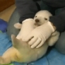 Cute baby polar bear