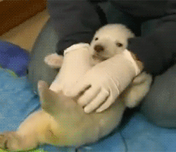 Cute baby polar bear