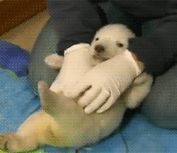 cute baby polar bear teh cute