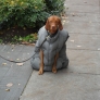 Dog wering a jacket