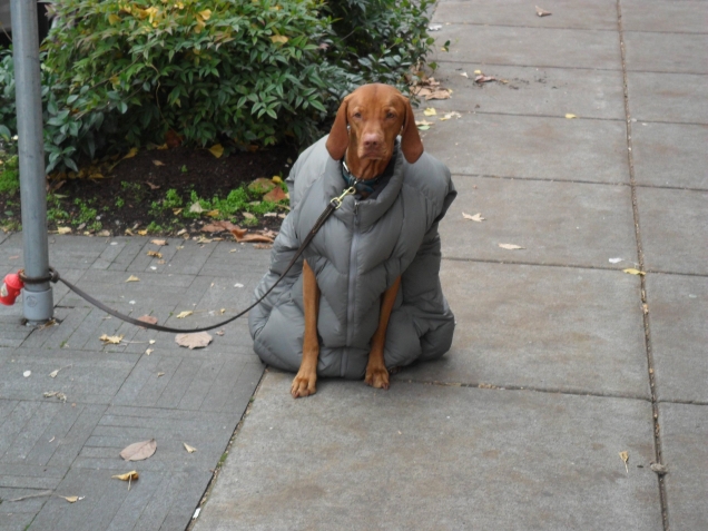 Dog wering a jacket
