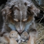 Dog with bunnies